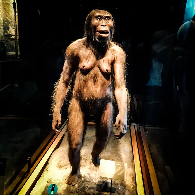 Reconstruction of Lucy at the National Museum of Anthropology in Mexico
