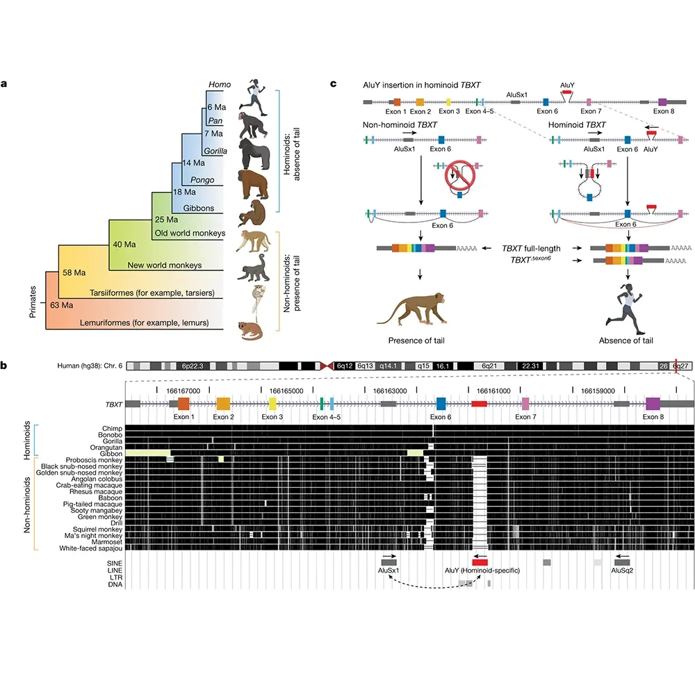 a, Tail phenotypes across the primate phylogenetic tree. Ma, millions of years ago. b, UCSC Genome browser view51 of the conservation score through multi-species alignment at the TBXT locus across primate genomes. Exon numbering of human TBXT follows a conventional order across species without including the 5′ untranslated region exon. The hominoid-specific AluY element is highlighted in red. LINE, long interspersed nuclear element; LTR, long terminal repeat; SINE, short interspersed nuclear element. c, Schematic of the proposed mechanism of tail-loss evolution in hominoids. Primate images in a and c were created using BioRender (https://biorender.com).